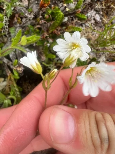 Fischer's Chickweed