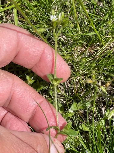 Common Mouse-ear Chickweed — photo by Tom Scavo