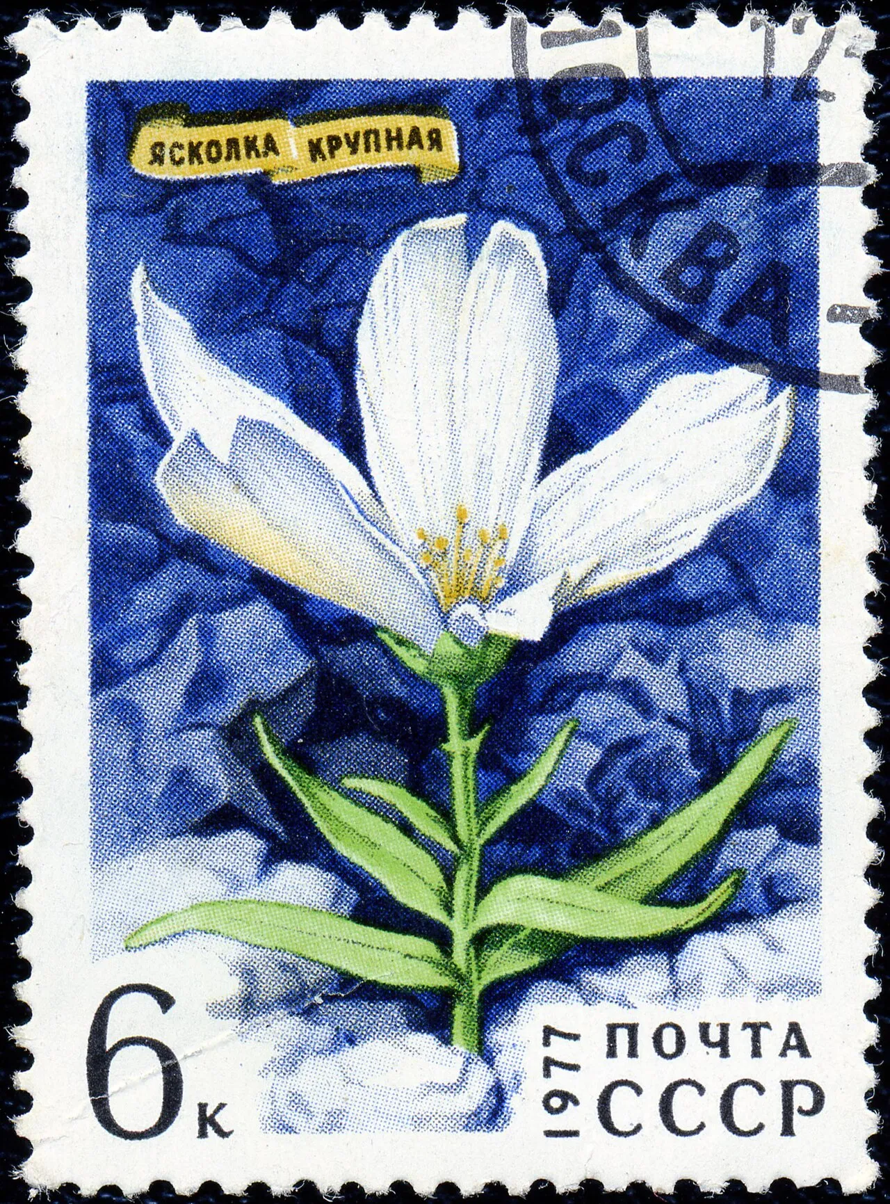 Great Chickweed