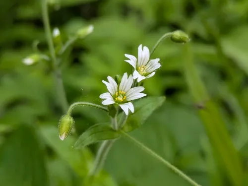 Nodding Chickweed — photo by Nate Martineau