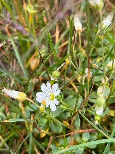 Regel's Chickweed — photo by Denis Trunin