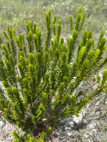 Sand Heath
