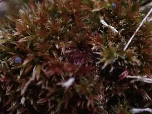 Ceratodon Moss