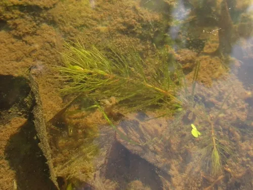 Spineless Hornwort — photo by R. Lucine