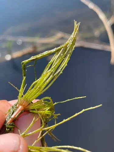 Prickly Hornwort