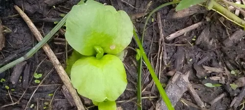 Floating Antlerfern