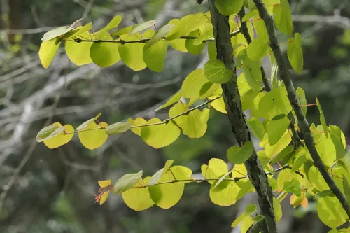 Katsura Tree — photo by Donna Pomeroy
