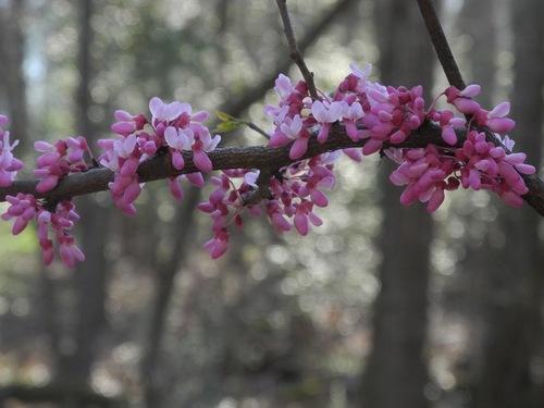 Eastern Redbud