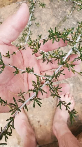 Littleleaf Mountain Mahogany
