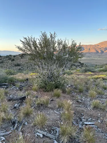Curl-leaf Mountain Mahogany