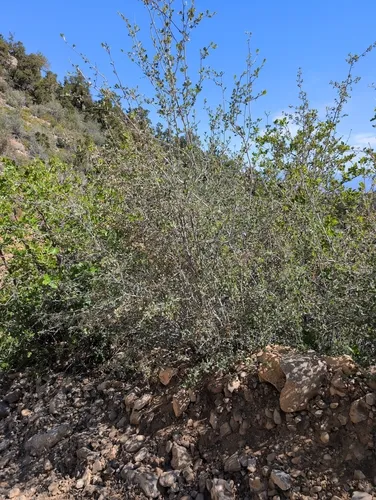 Alderleaf Mountain Mahogany
