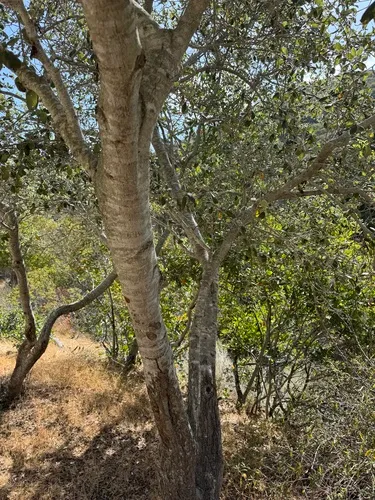 Catalina Island Mountain Mahogany — photo by Cin-Ty Lee