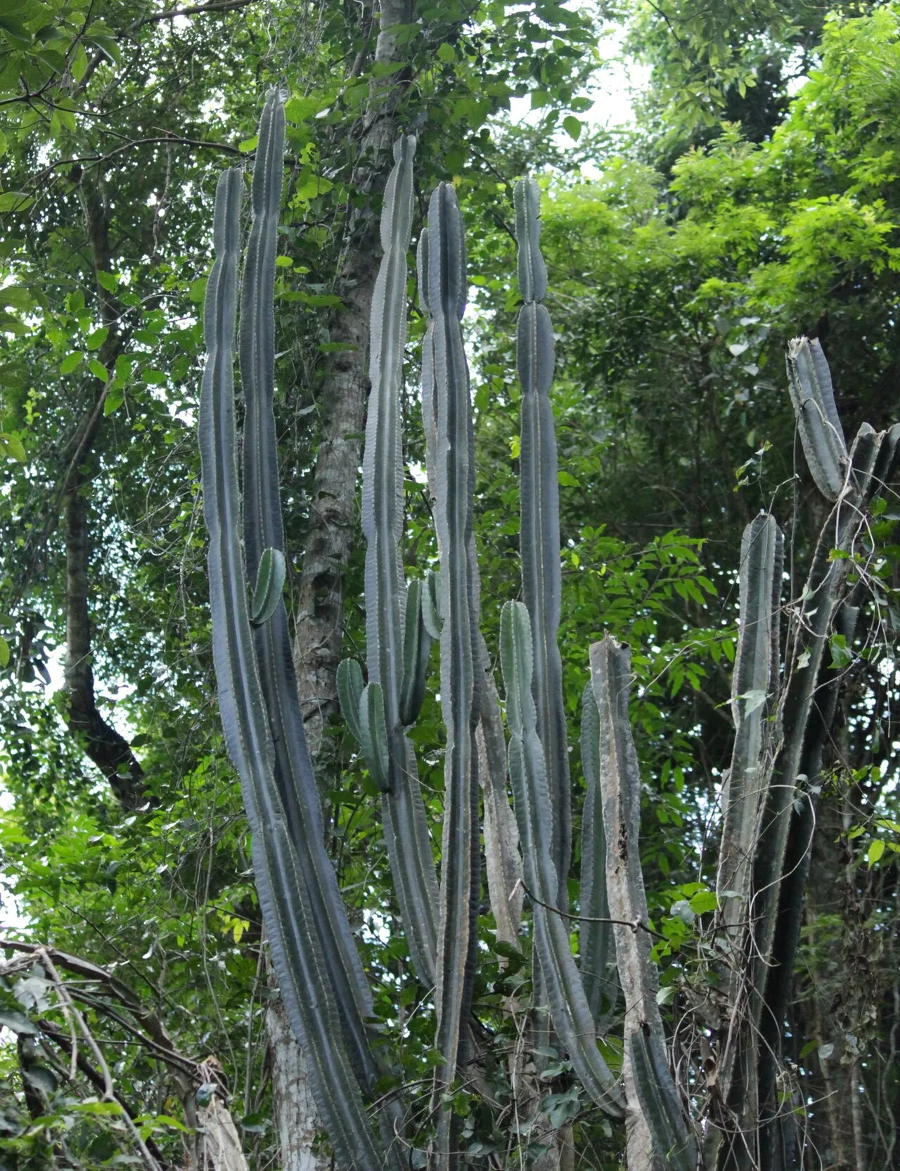 Lady Of The Night Cactus