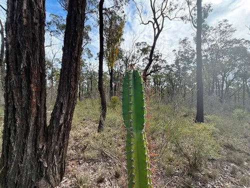 Hedge Cactus — photo by Martin Bennett