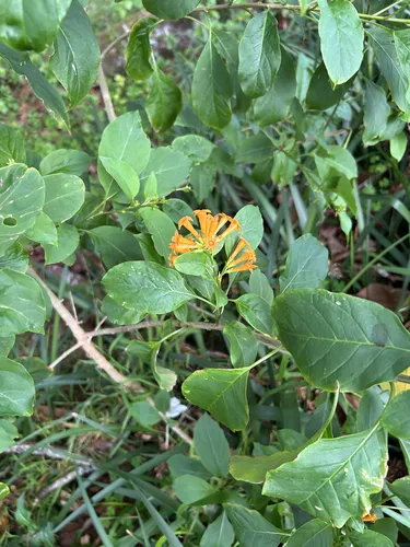 Orange Jessamine — photo by Al Glen