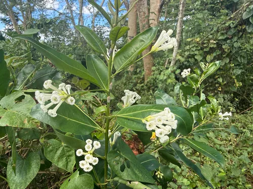 Day Jessamine