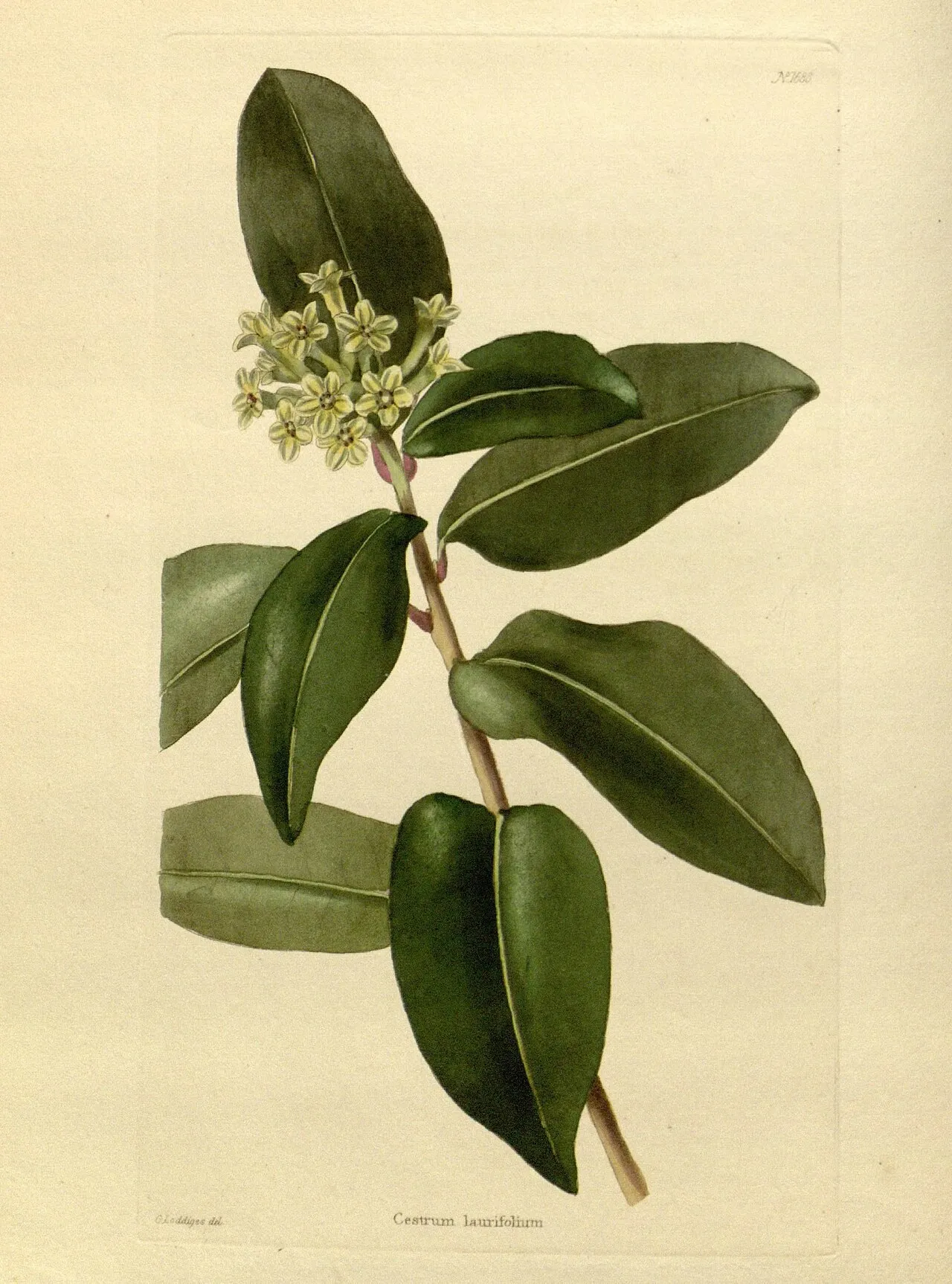 Galen Del Monte