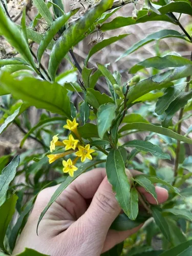 Chilean Jessamine — photo by Virginia Y. Mogni