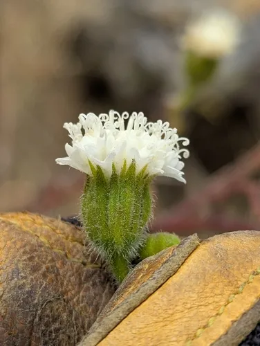 White Pincushion — photo by Kevin Castelluccio