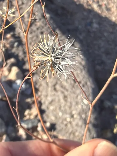 Pebble Pincushion (var. carphoclinia) — photo by Aaron Liston