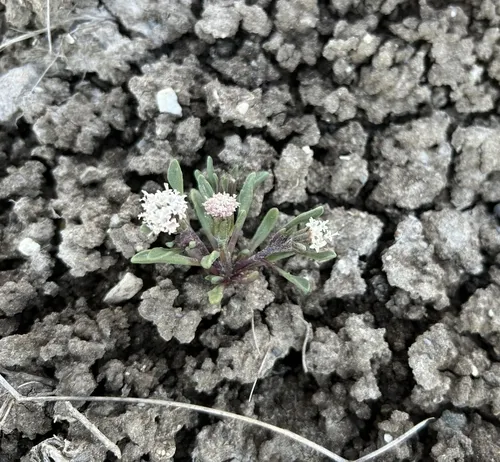 Cusick's Pincushion