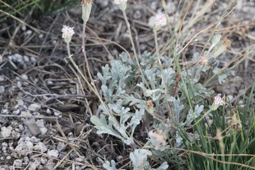 Evermann's Pincushion