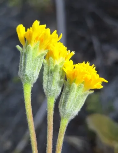 Yellow Pincushion (var. glabriuscula) — photo by John Cowles