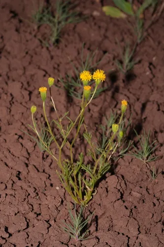 John Day's Pincushion