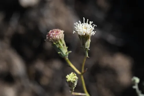 Parish's Chaenactis — photo by Trevor Van Loon