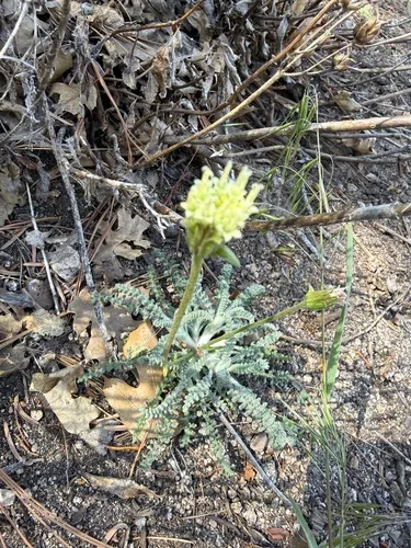 Santolina Pincushion — photo by epfodeb