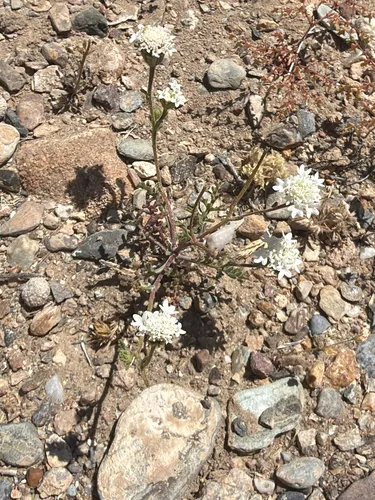 Esteve's Pincushion