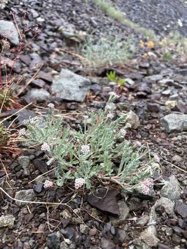 Thompson's Pincushion — photo by Lindsey Salmonson