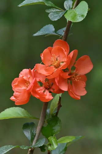 Maule's Quince — photo by Irmantas Šalaševičius