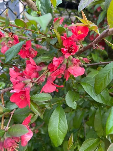 Flowering Quince