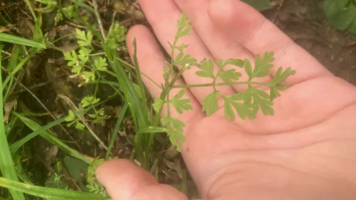 Spreading Chervil