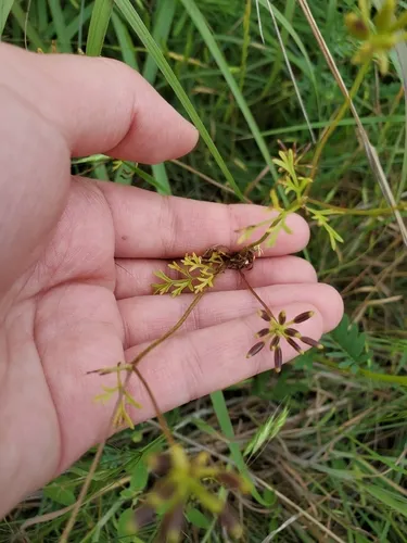 Hairyfruit Chervil