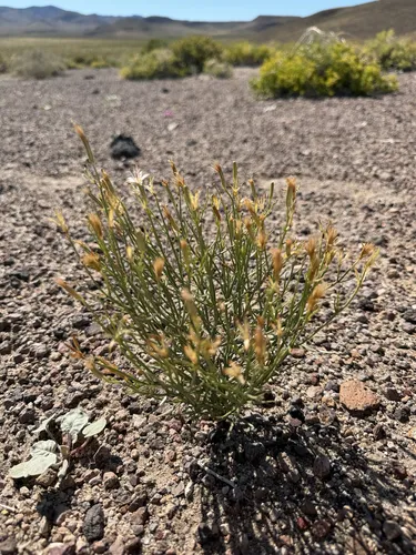 Wheeler's Skeletonweed — photo by Michelle Skip Vasquez