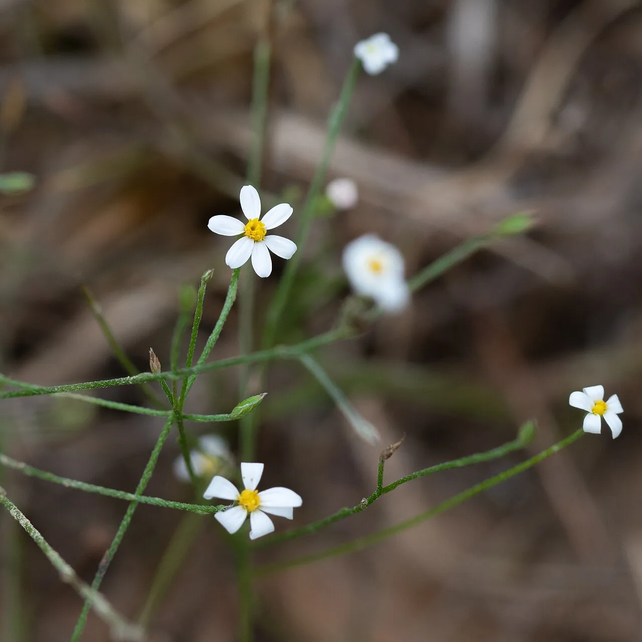 Arkansas Leastdaisy (var. asteroides) — photo by Catsincaves