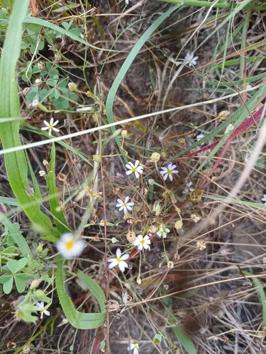 Arkansas Leastdaisy — photo by Jasper Bird