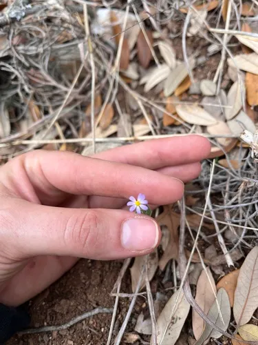 Whiteray Leastdaisy — photo by amber_1231