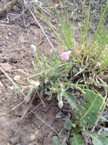 Manyflower Leastdaisy