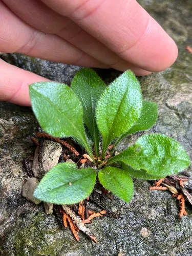 Spreading Leastdaisy