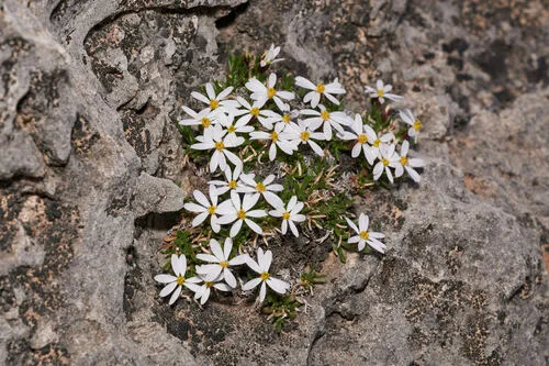 Guadalupe Leastdaisy