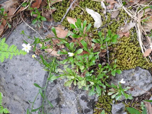 Parry's Leastdaisy