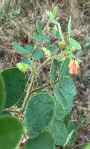 Tropical Sensitive Pea (var. meonandra) — photo by Robert Taylor