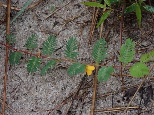 Woodland Sensitive Pea — photo by tigridiapavonia