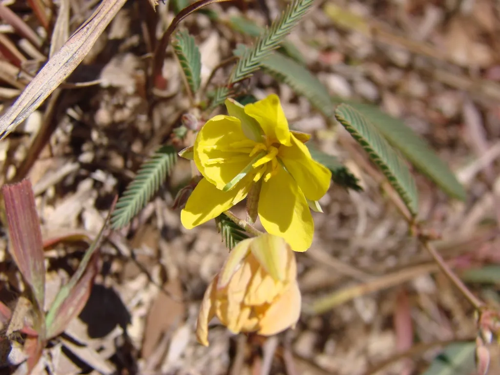 Texas Sensitive Pea — photo by João Medeiros