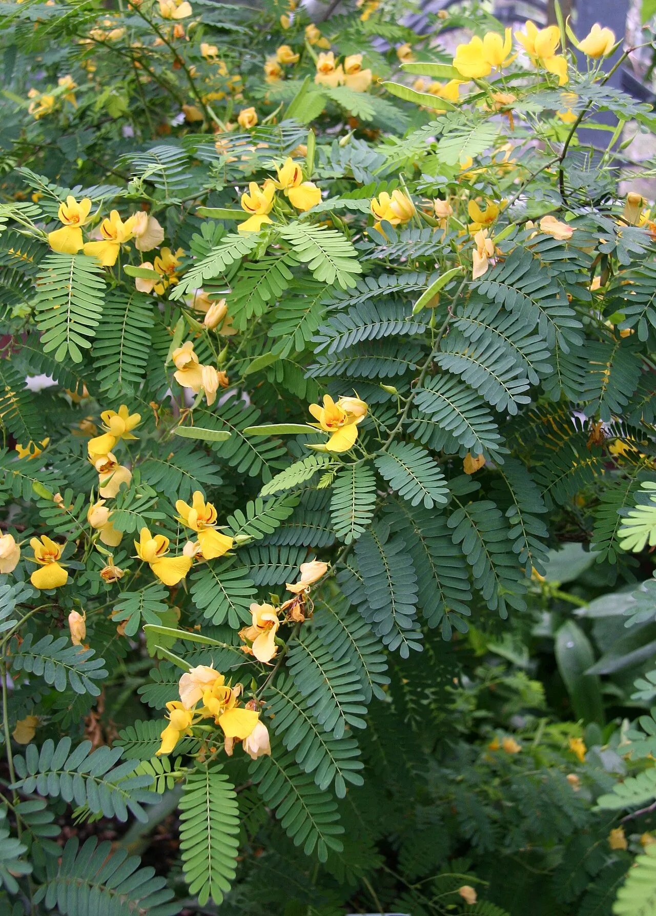 Swartz's Jamaican Broom (var. swartzii) — photo by Michael Wolf