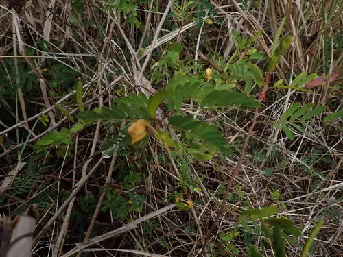Jamaican Broom