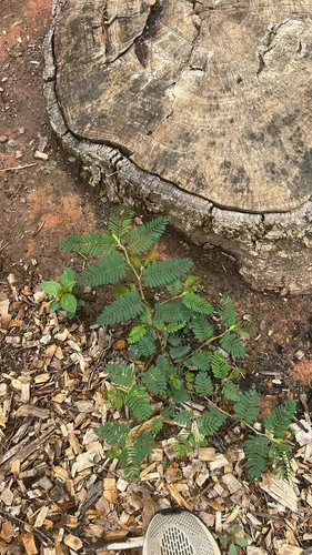 Sensitive Partridge Pea — photo by juju2026